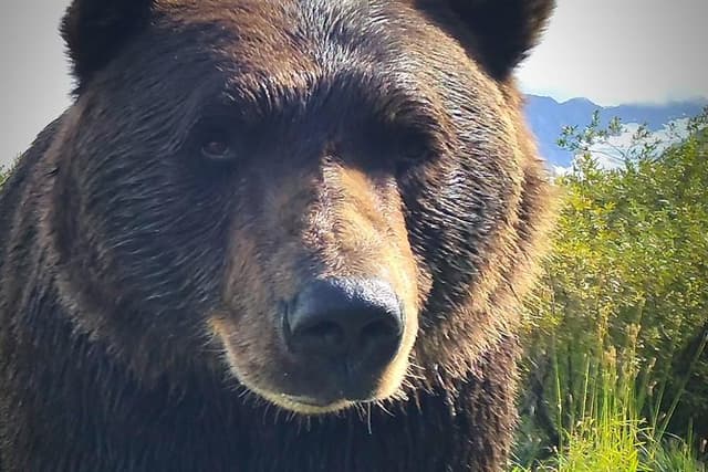 Summer - Wilderness, Wildlife, Glacier Experience from Anchorage