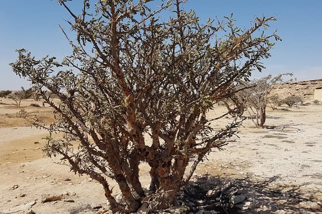 UNESCO World Heritage sites, Land of Frankincense (موقع اليونسكو)
