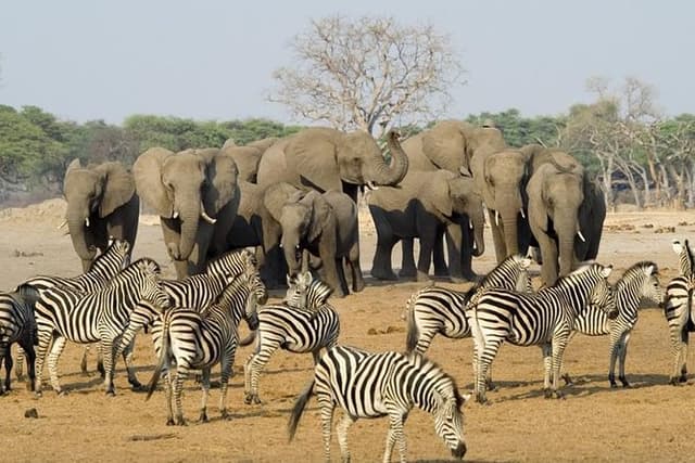 Full Day Chobe National Park Big 5 Safari