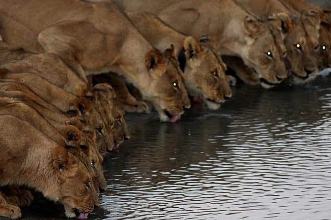 Best Hwange National Park Safaris from Victoria Falls