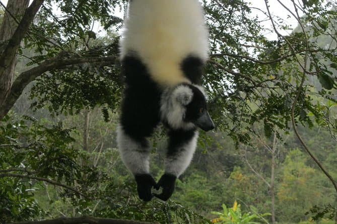 Ultimate Madagascar Wildlife Adventures from Antananarivo