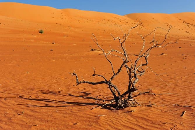 Best Wahiba Sands Desert Adventures from Muscat