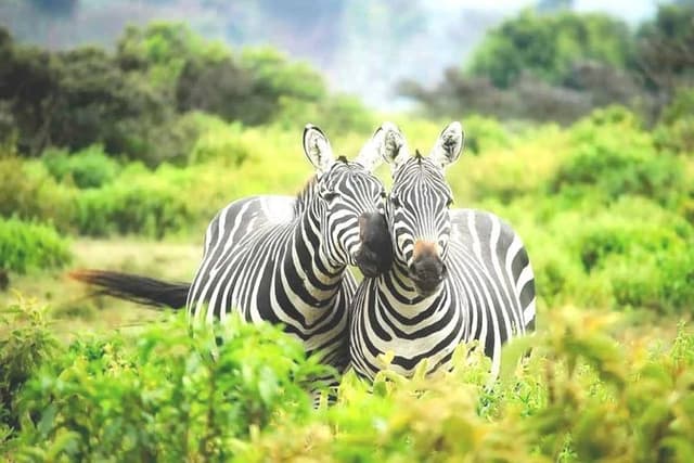 1 Day Lake Mburo Nature Safari Holiday Tour