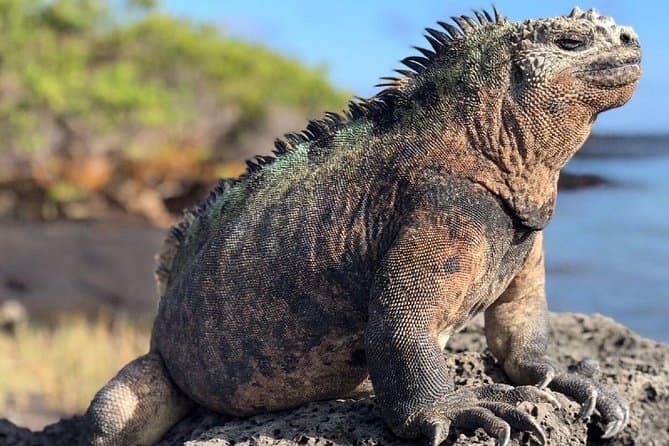 Quito to Galápagos: Island Hopping & Wildlife