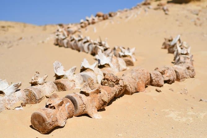 Explore Egypt's Valley of the Whales: Wadi El Hitan Tour