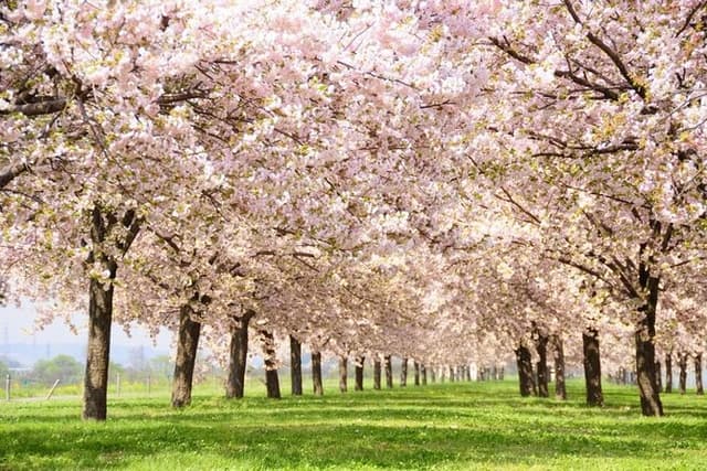 Nagano Spring: 1-Day Cherry Blossoms & Snow Monkeys Guided Tour