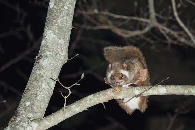 Wild Japanese Flying Squirrel Watching Tour in Nagano