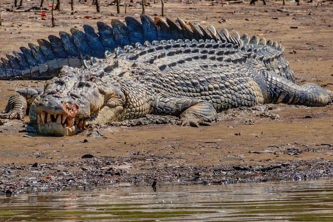 Best Daintree River Cruises & Port Douglas Adventures