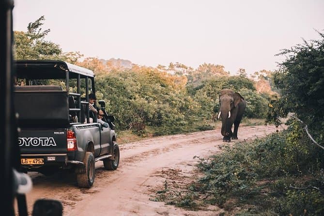 Colombo to Udawalawe Safari: Elephant & Wildlife