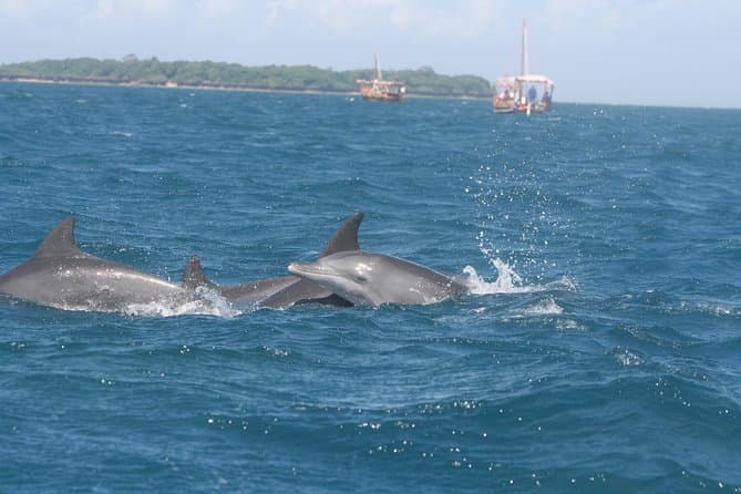 Wasini Dolphin Watching