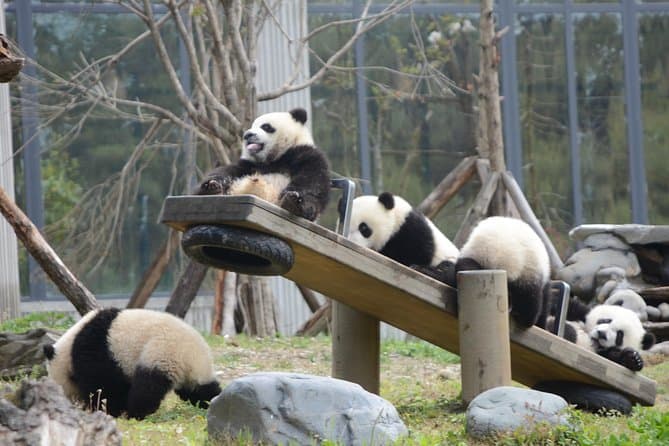 Unforgettable Wolong Panda Base Tour & Chengdu Wildlife Trip