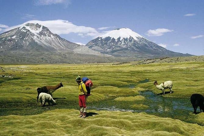 Lake Chungará Tour