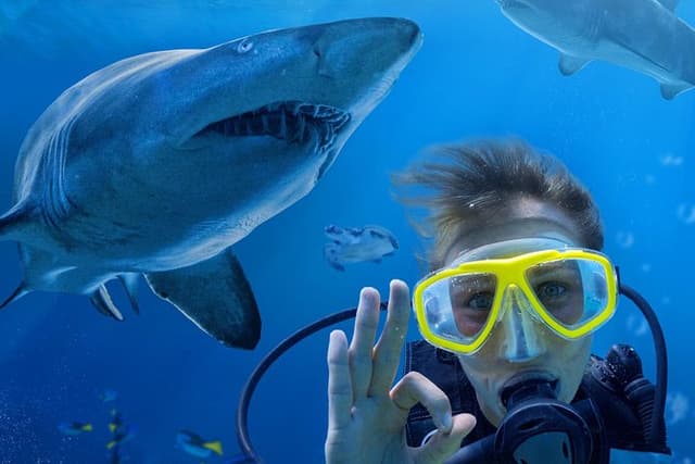 Shark Dive Xtreme at SEA LIFE Sydney Aquarium
