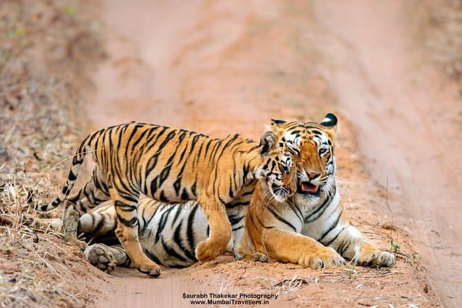 Best Pench National Park Safari & Wildlife Tours from Nagpur