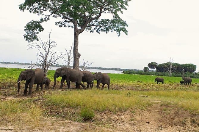 Selous Wildlife Safari in Dar es Salaam: Rufiji Magic