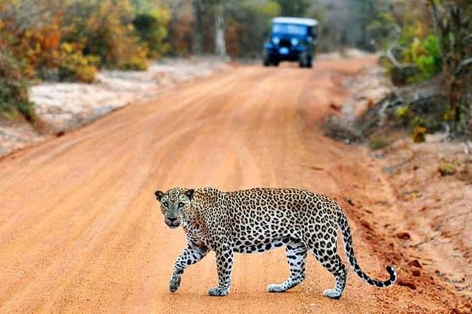 Compare Yala Safari Tours from Negombo