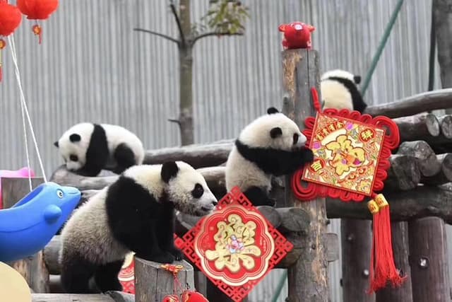 Chengdu Panda Base and Wuhou Temple,Jinli Ancient Town Day Tour