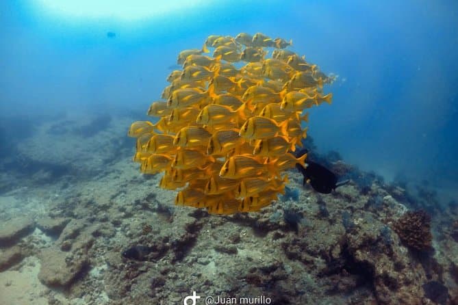 Explore Marine Wonders: Best Snorkeling in Los Cabos
