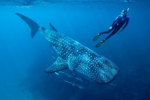 Cancun Whale Shark Encounter from Cancun