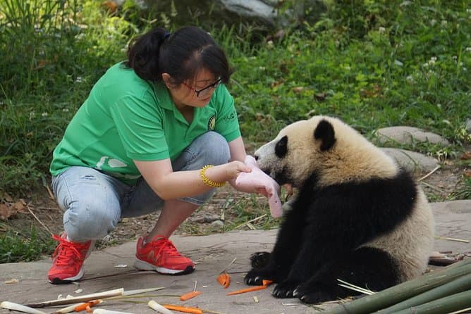 Authentic Giant Panda Conservation & Volunteer Programs