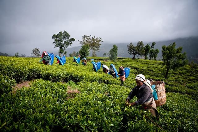 Day tour to Nuwareeliya (Little England) from Kandy