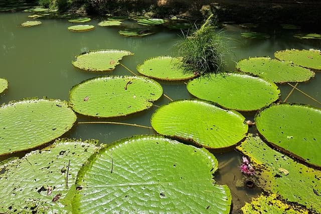 Amazon Natural Museums Combo (INPA and MUSA)