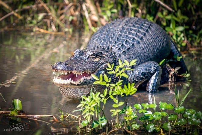 Best New Orleans Swamp Tours & Bayou Adventures
