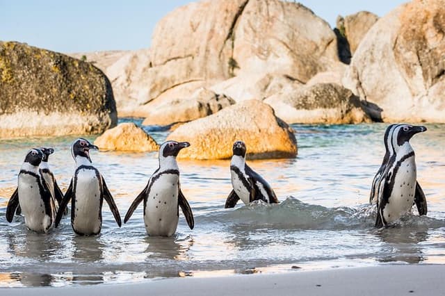 Private Tour: Cape of Good Hope and Cape Point from Cape Town