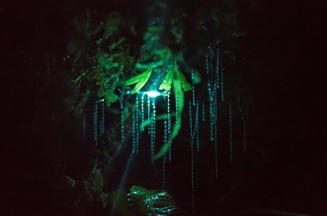 Compare Glow Worm Kayak Tours in Rotorua