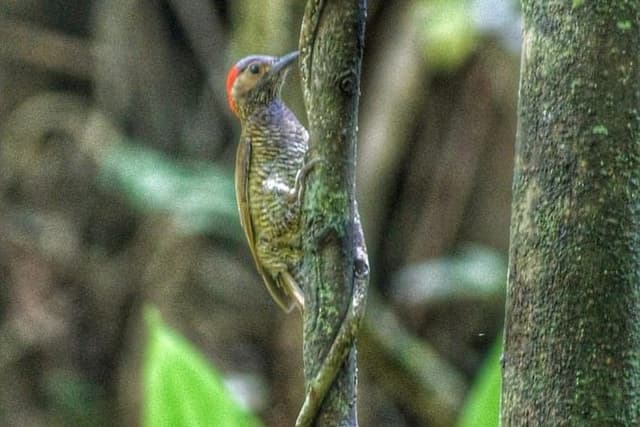Bird Watching Tours