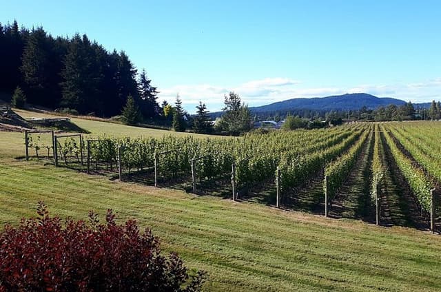 Private Saanich Peninsula Wine Tour