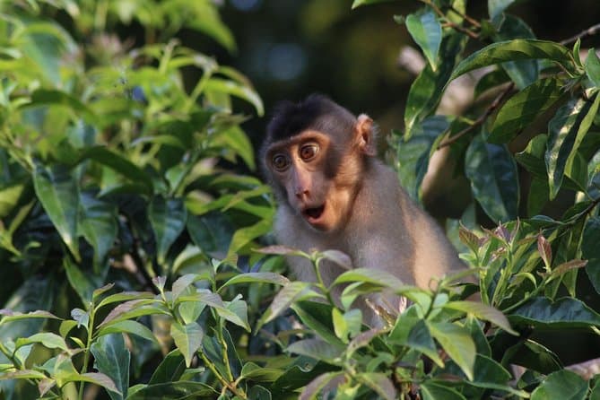 Best Kinabatangan River Wildlife Cruise in Sandakan