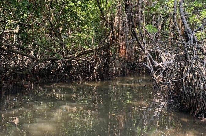 Best Madu River Kayak Tours & Prices