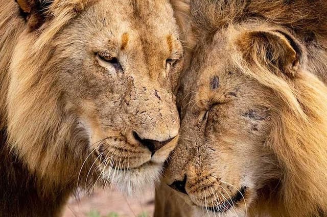Nyati “BIG 5” Tour: Lower Zambezi, Kafue & South Luangwa National Parks –13 days