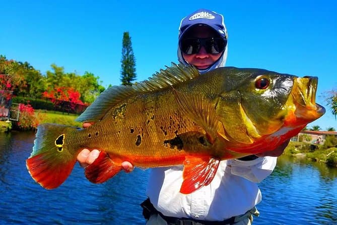 Ultimate Miami Peacock Bass Fishing Adventures