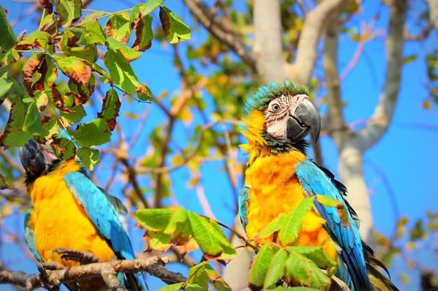 Birdwatching National Aviary Cartagena de Indias