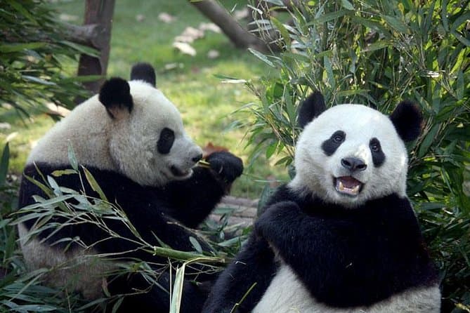 Best Chengdu Day Tours: Explore Top Local Attractions