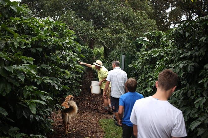 Compare Top Boquete Coffee Tours & Experiences