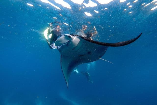 Nusa Penida Snorkeling Adventure (Private & All-Inclusive)