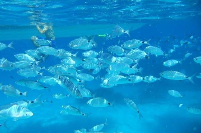 Best Balai Bay Snorkeling Adventures in Cagliari