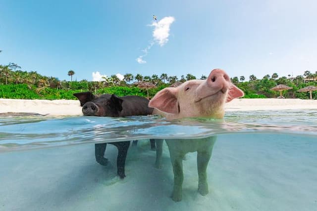 Sandy Toes The Original Rose Island and Swimming Pigs Tour