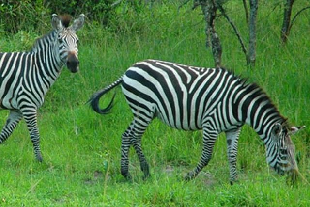 1 Day Lake Mburo National Park Short Safari from Kampala