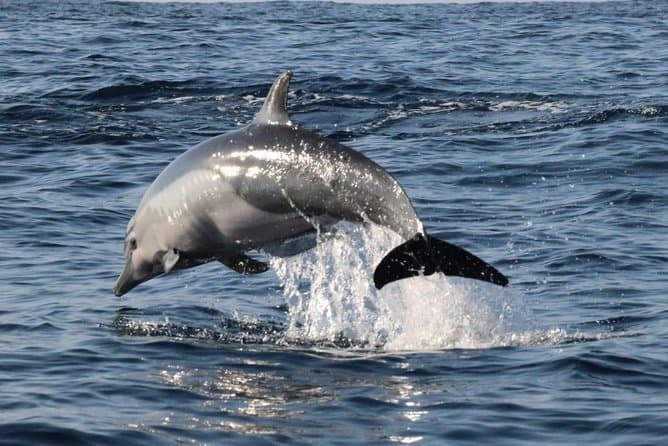 Puerto Escondido Dolphin Watching