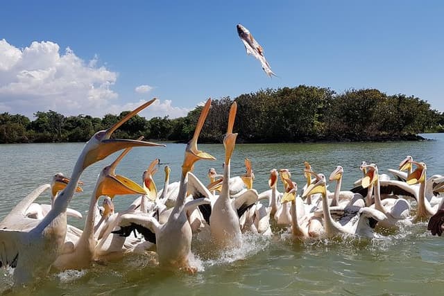 Day trip on Bahir dar. To visit lake tana monasteries and Blue Nile Falls.