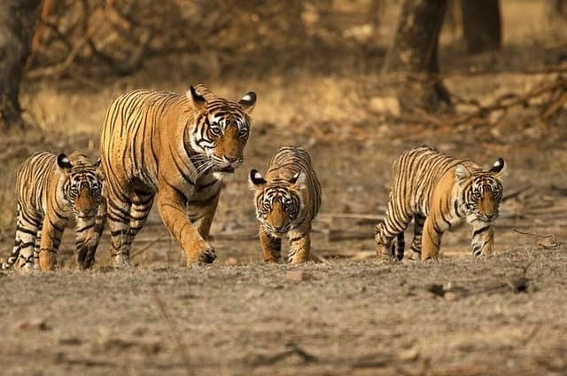 Ranthambore Tiger Safari Day Trip from Jaipur – All Inclusive