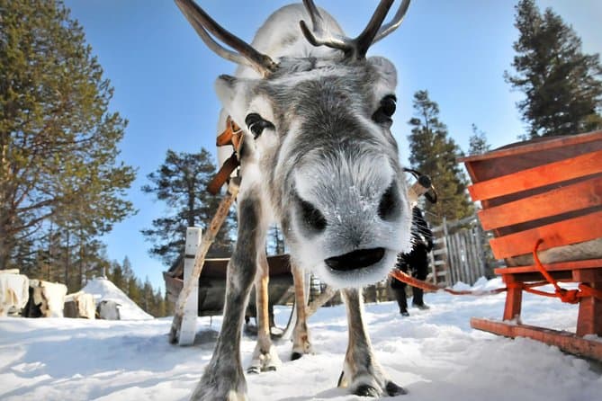 Compare Best Lapland Reindeer Safari Tours