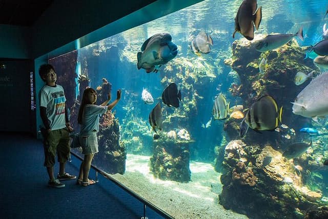 Aquarium Package in Nouméa's with Admission + HOHO with LYVAI