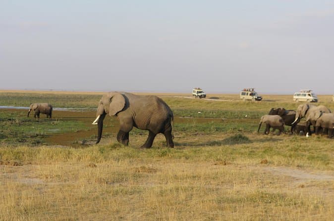 Compare Best Solio Ranch Tours Near Nairobi