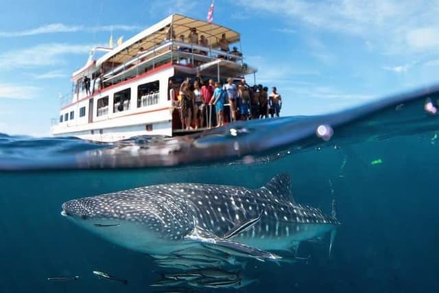 Fun Diving Safari Day Trip From Koh Lanta - Certified Divers