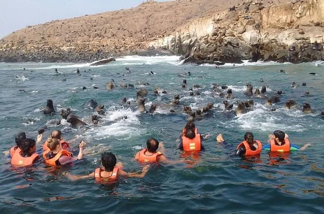 Lima: Palomino Islands Excursion & Swimming with Sea Lions with Hotel Transfers